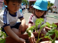 野菜