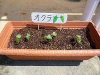 オクラ